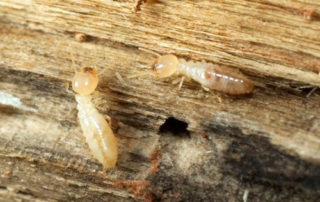 traitement contre les termites de charpente